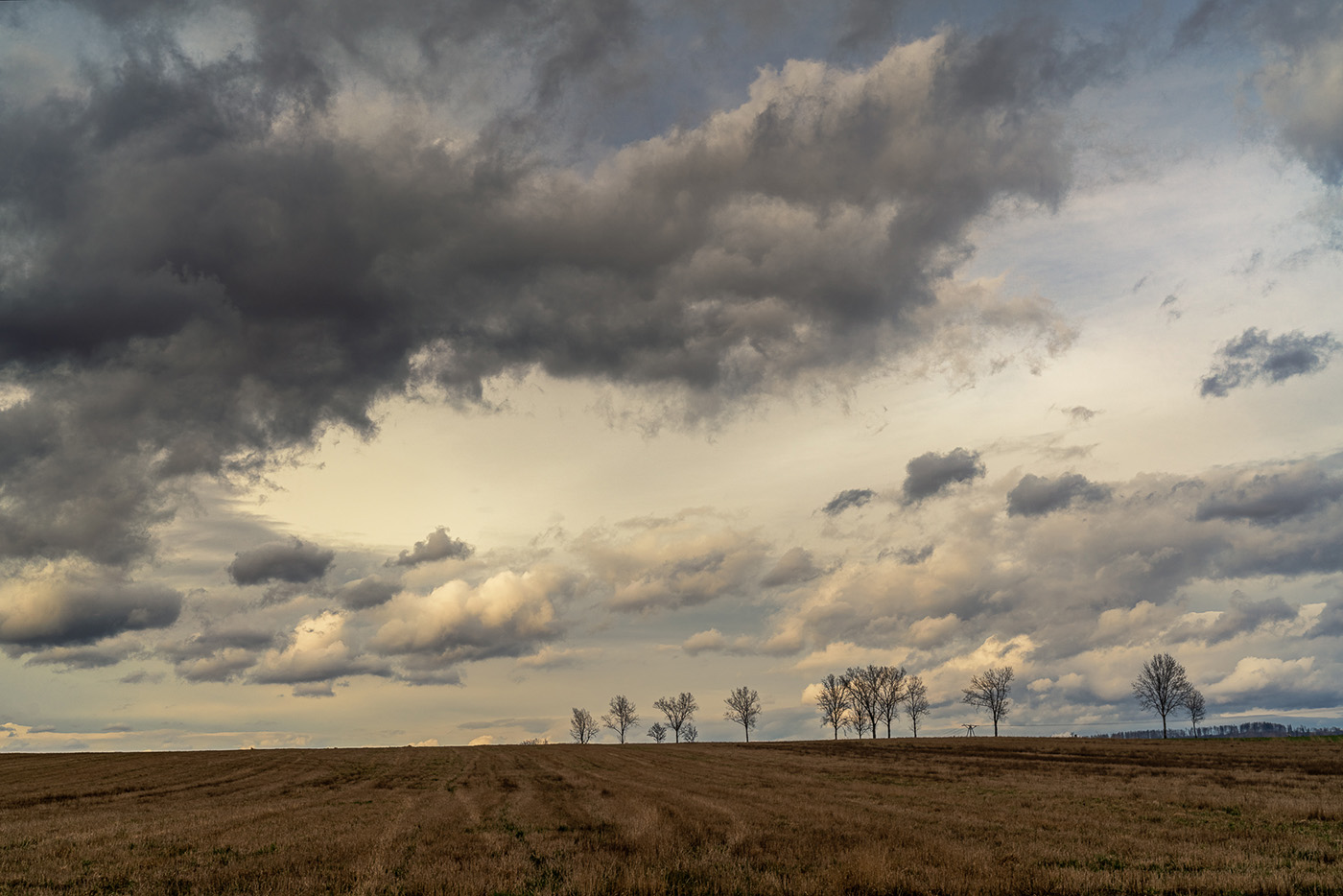 jak fotografować drzewa na tle nieba