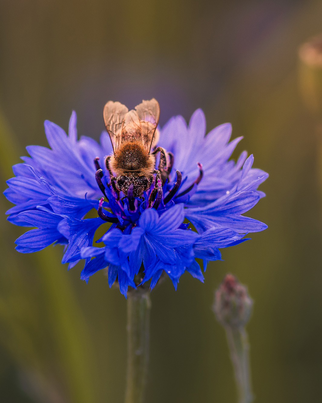 jak fotografować pola- kwiaty