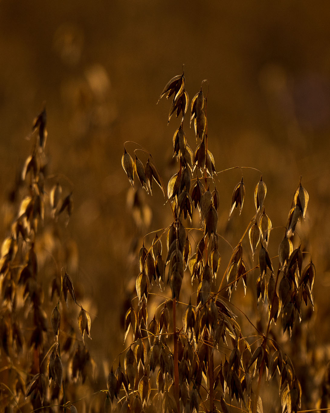fotografowanie pod światło