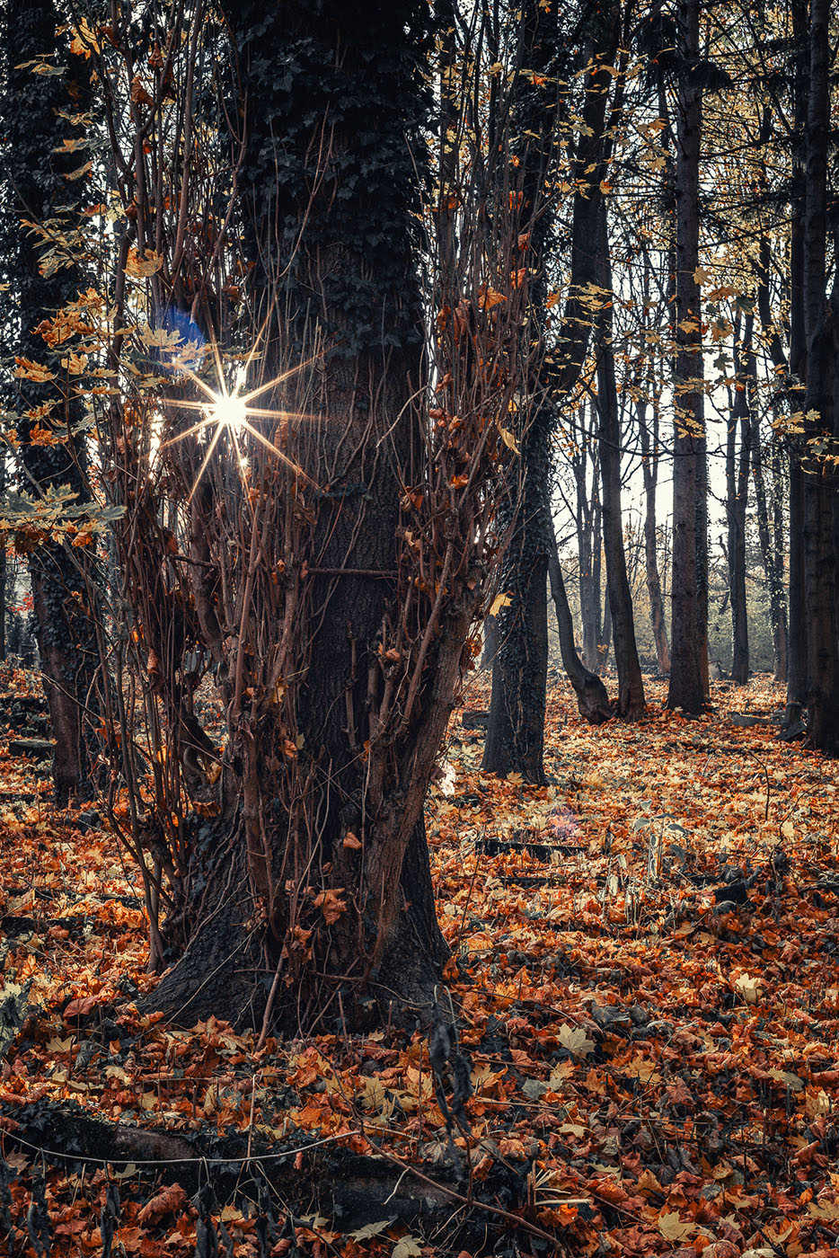 efekt gwiazdki słonecznej