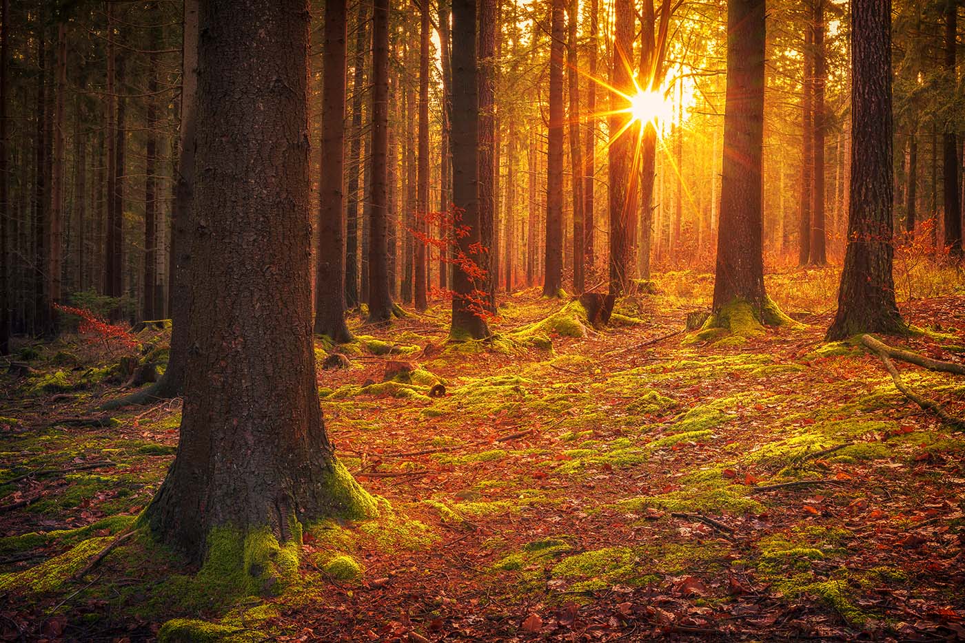 zdjęcie lasu z gwiazdką słoneczną