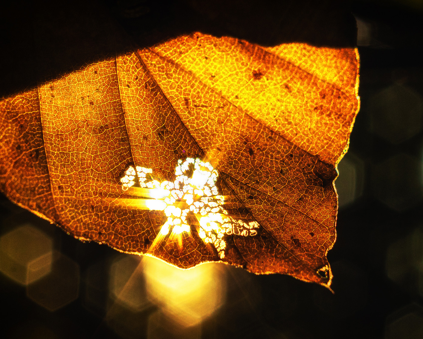 fotografowanie lasu jesienią