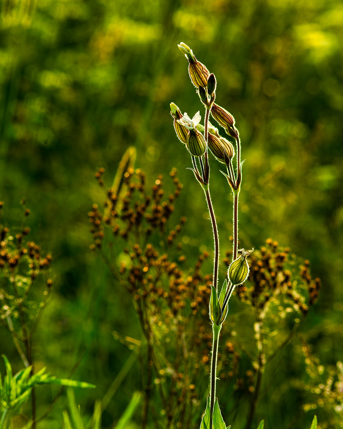 fotografia kwiatów - kontury
