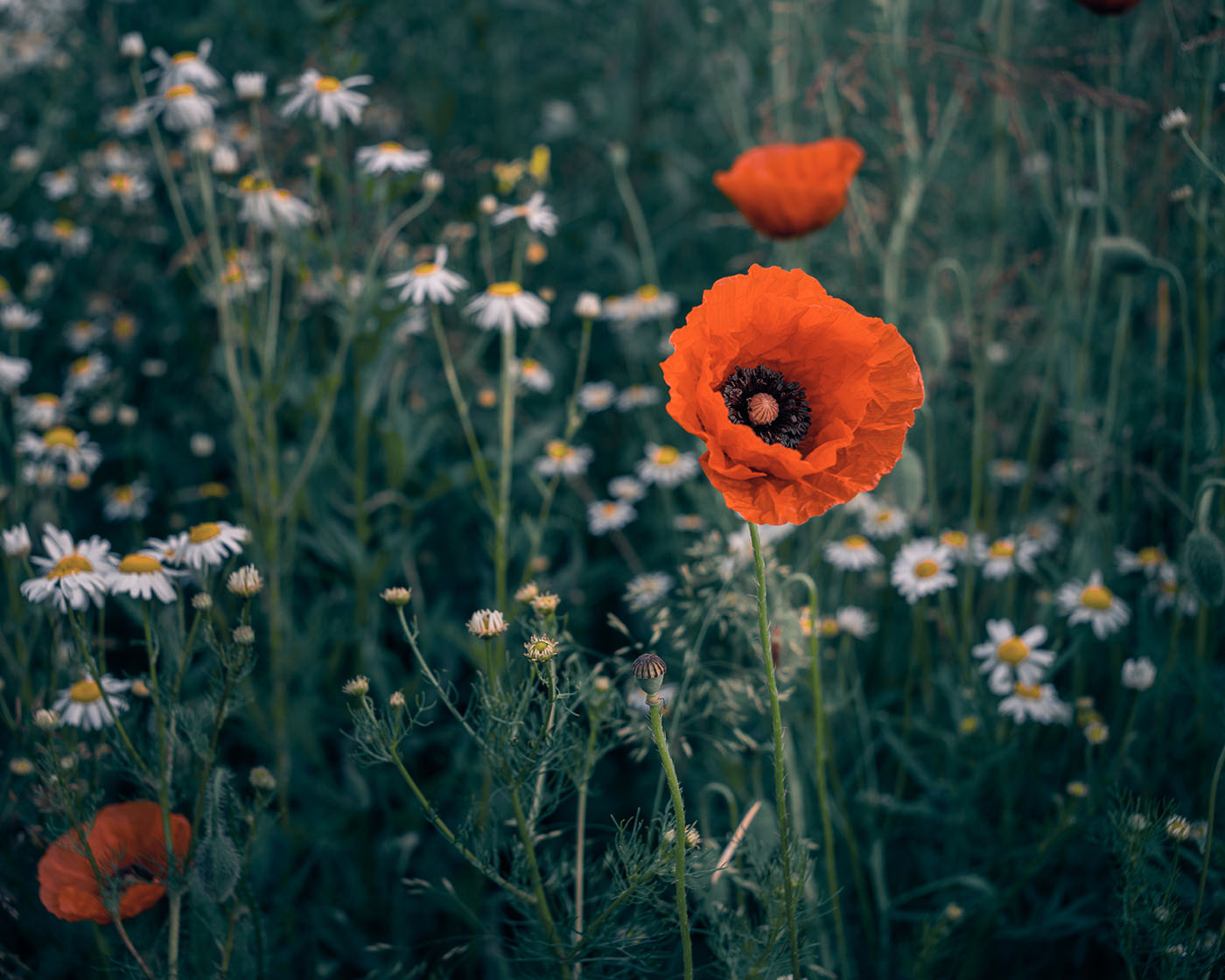 Fotografia kwiatów - poradnik