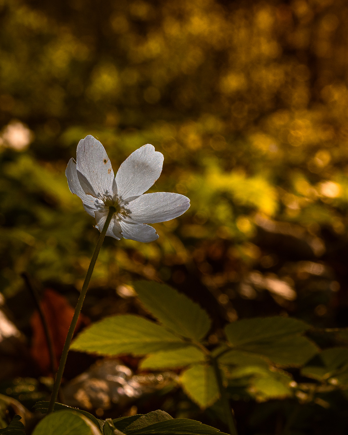 fotografia kwiatów - rozmycie tła