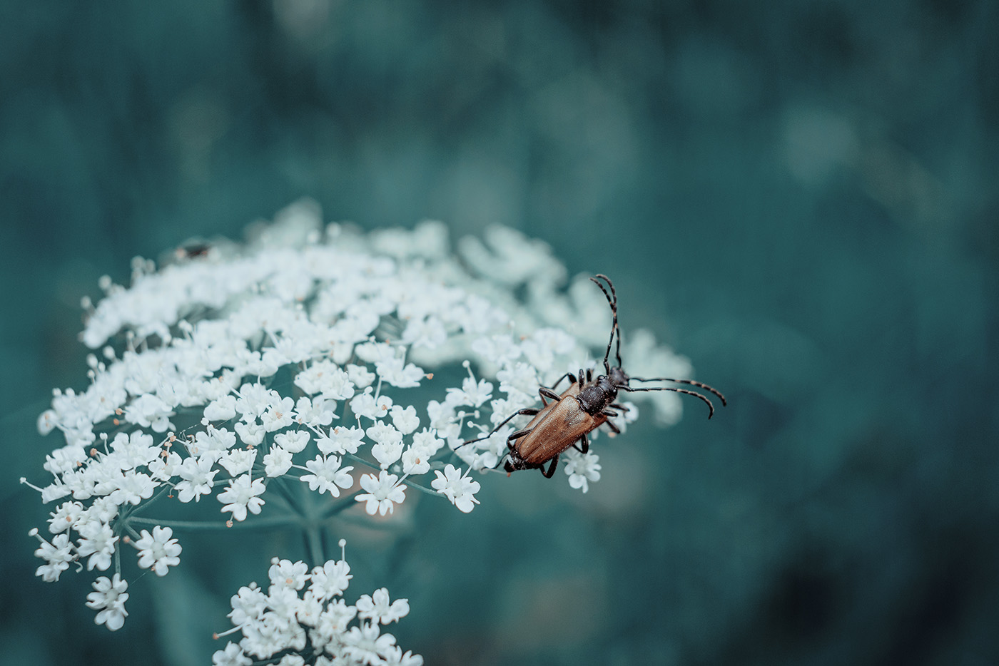 fotografia kwiatów surrealistycznie
