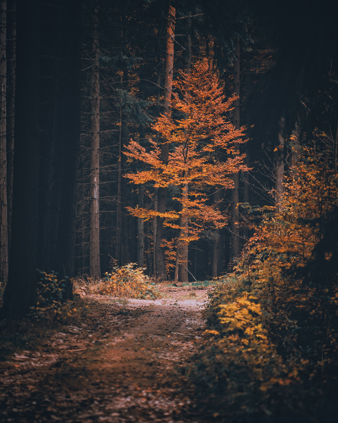fotografia lasu jesienią