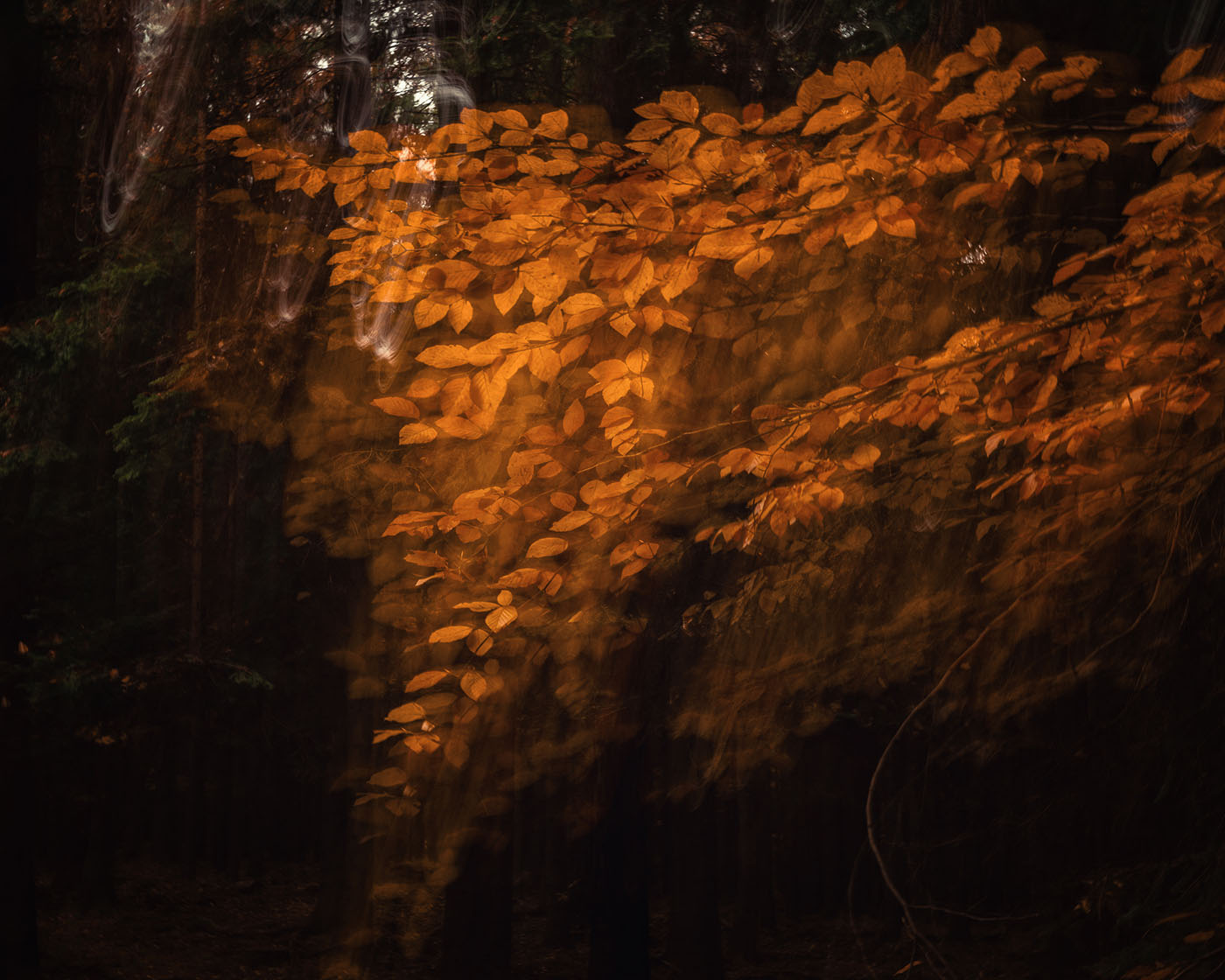fotografia leśna jesienią