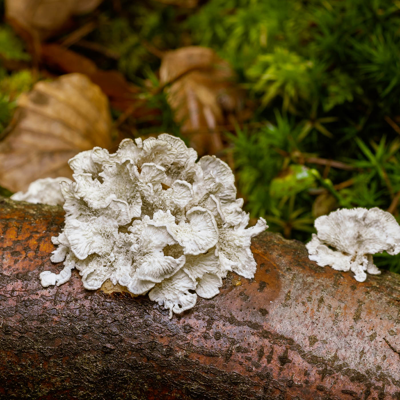 fotografia zbliżeniowa - poradnik