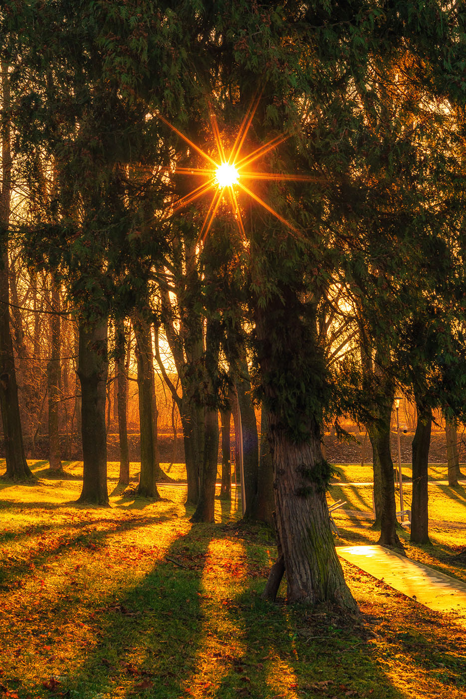 fotografowanie drzew - gwiazdka słoneczna