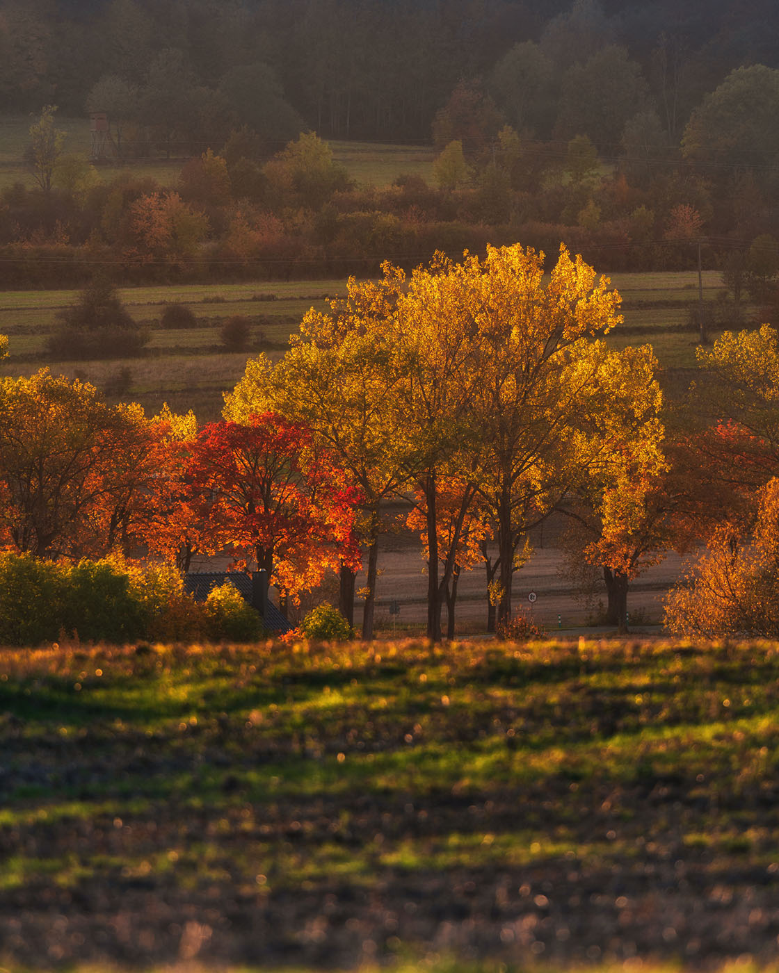 fotografowanie drzew pod światło