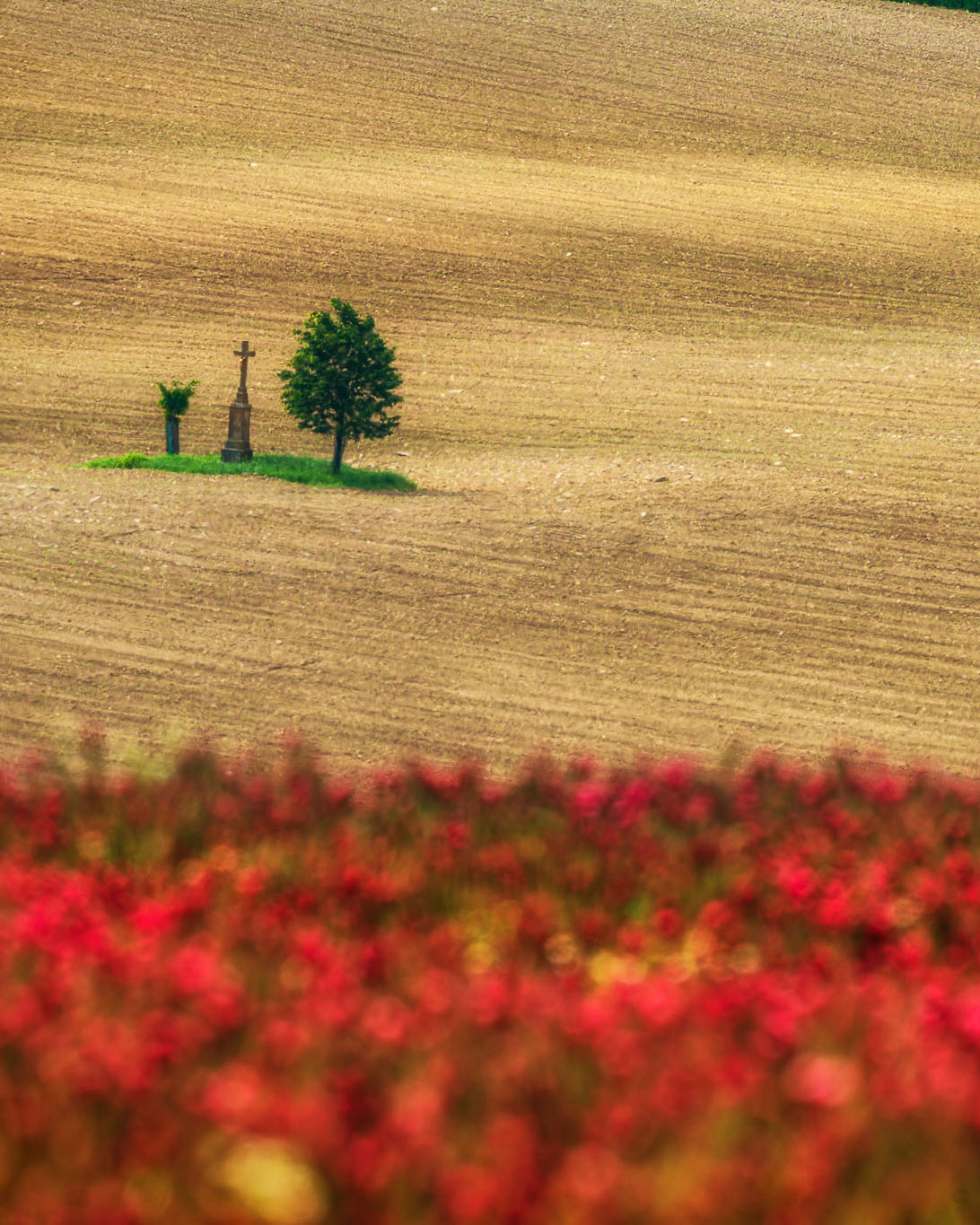 Fotografowanie drzew - poradnik