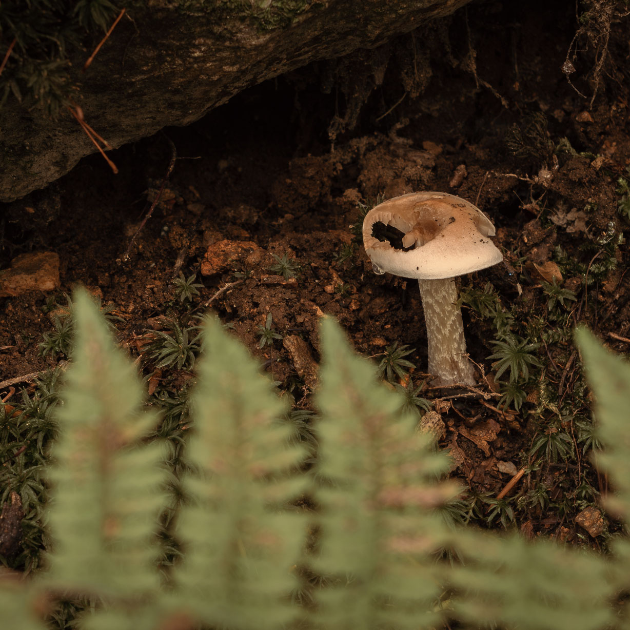 Fotografowanie grzybów w lesie
