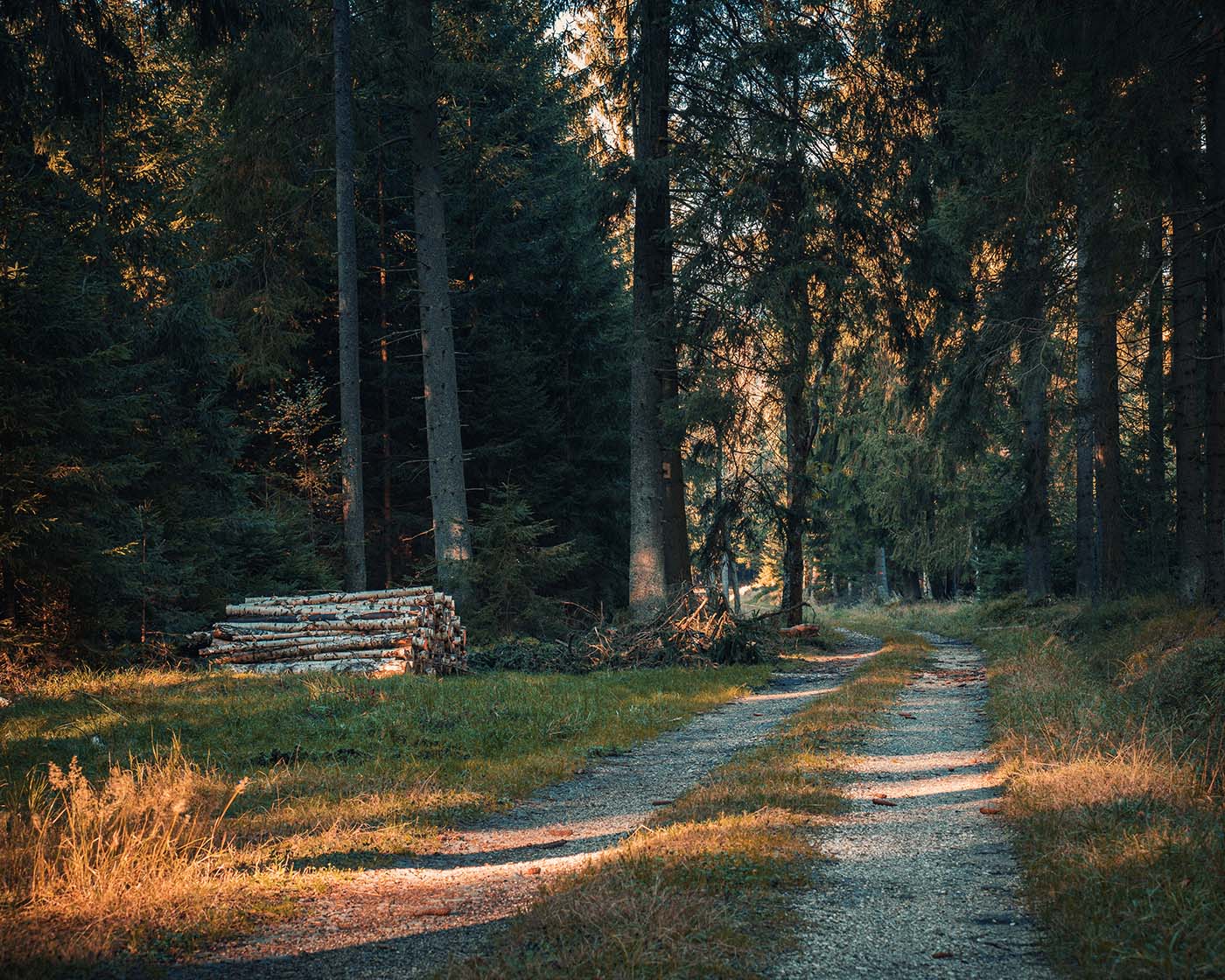 leśna fotografia jesienią - ścieżka
