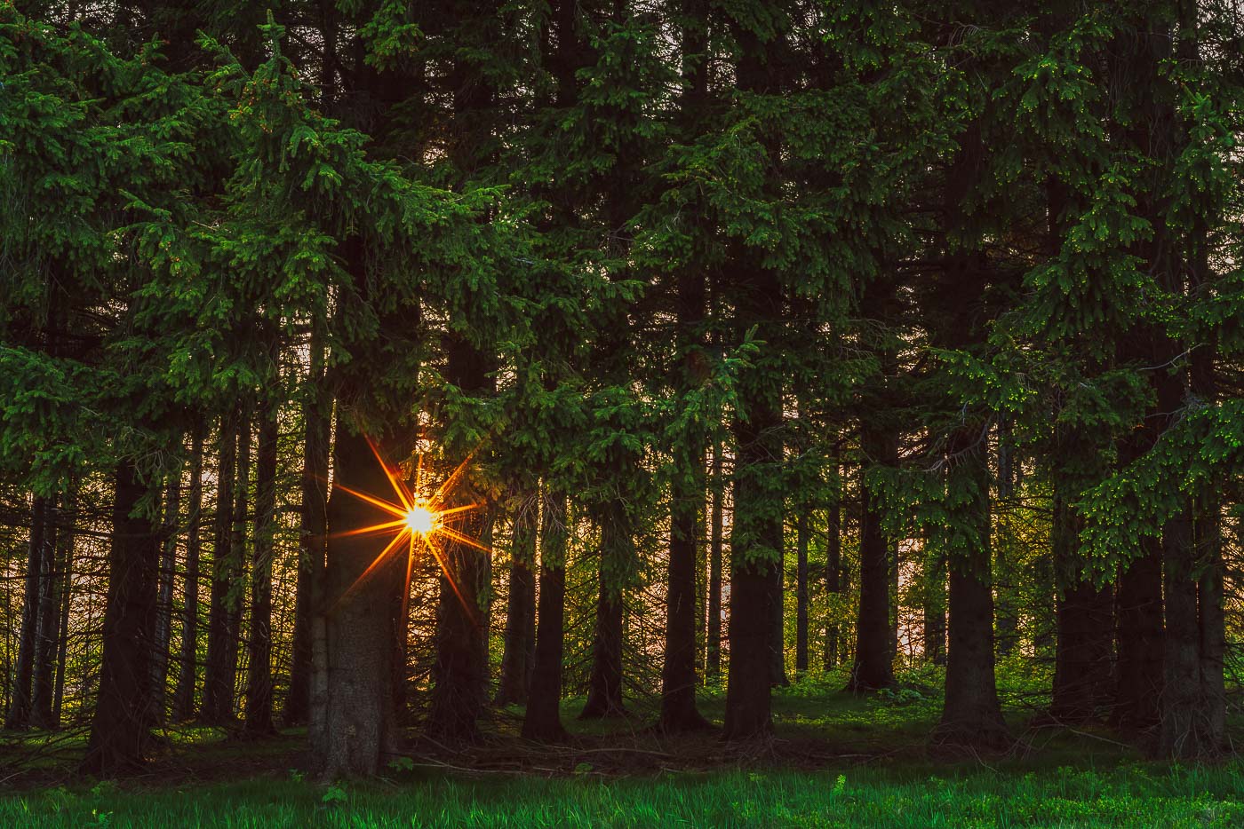 ZEISS Loxia 50mm zdjęcia przykładowe