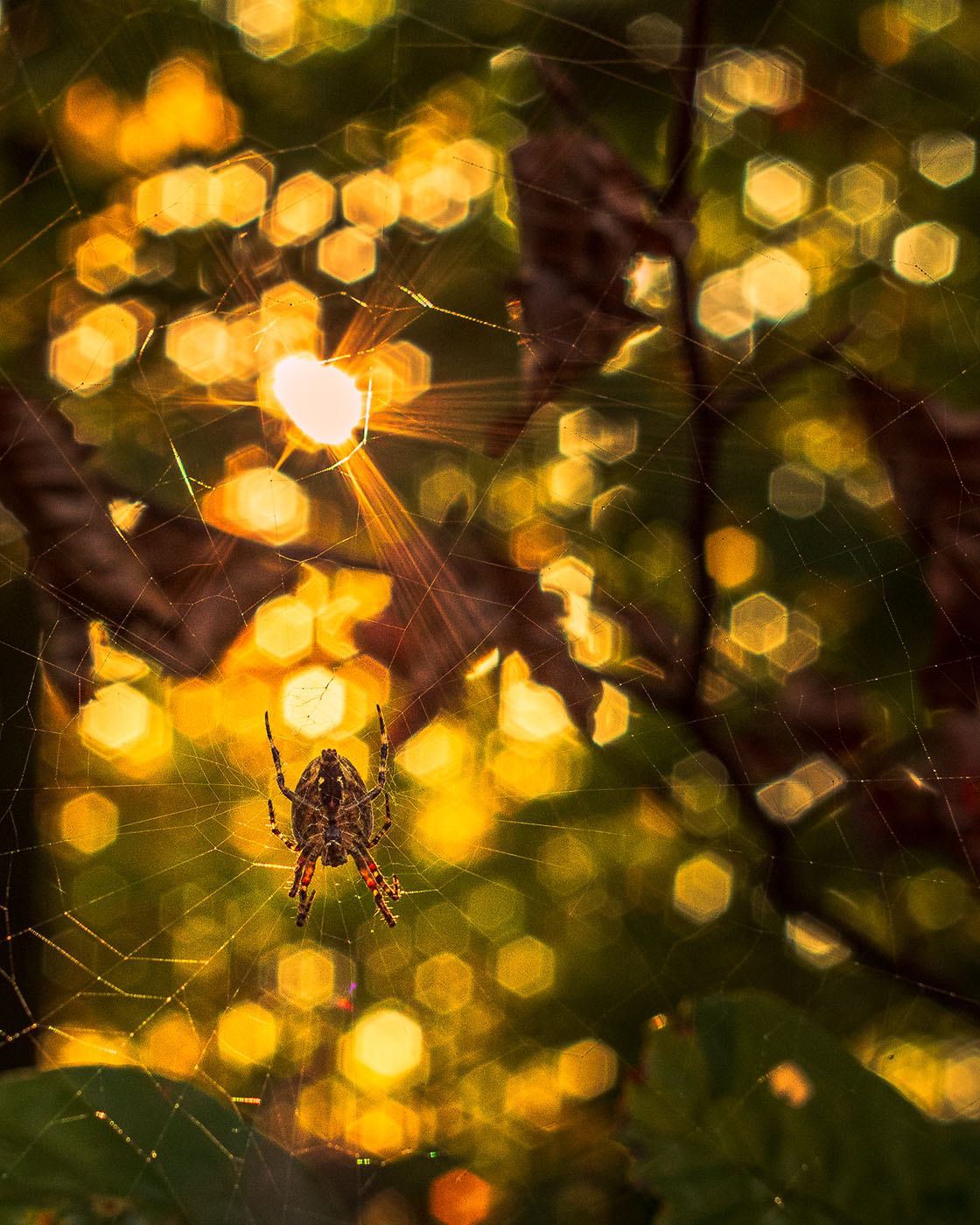 fotografowanie owadów jesienią