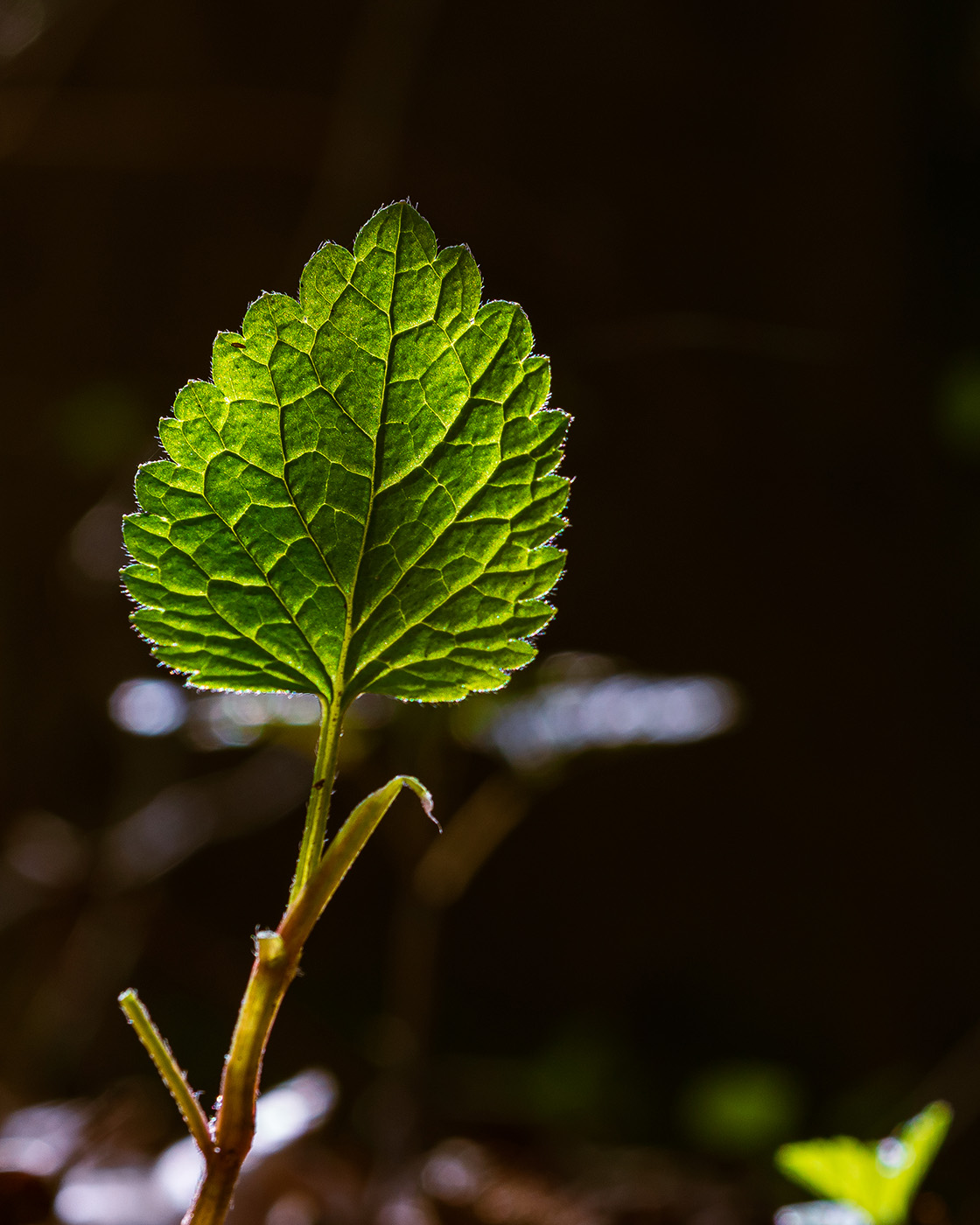 fotografowanie pod światło