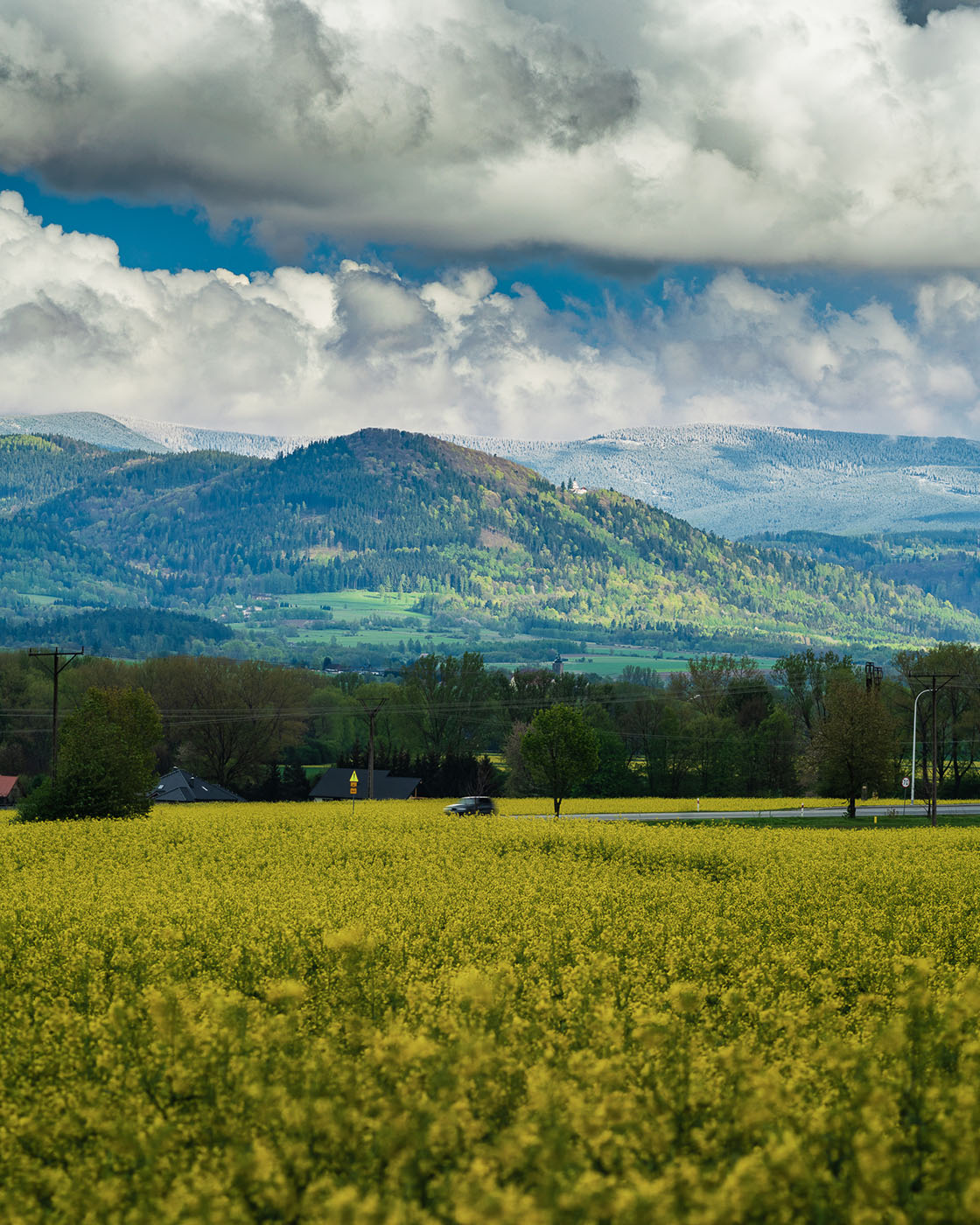 fotografowanie rzepaku