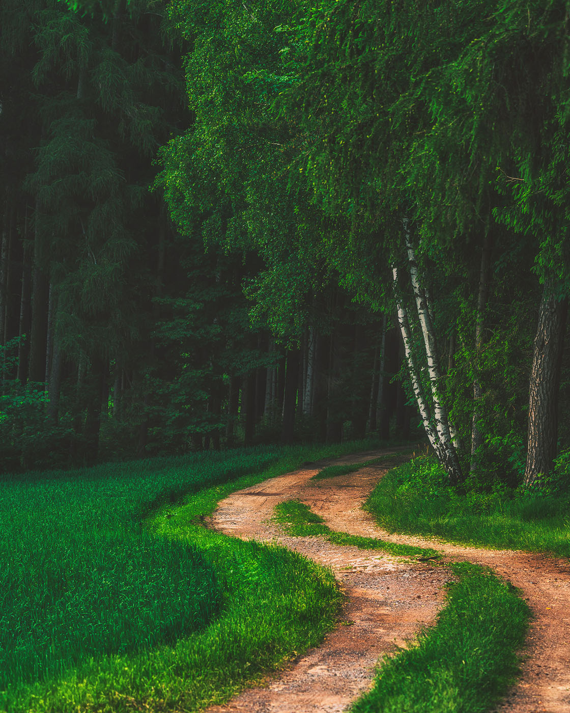 jak fotografować drzewa - linie wiodące