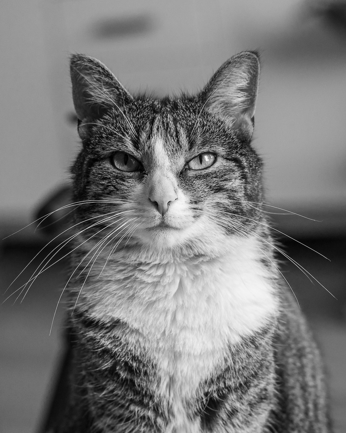 Fotografia kotów - poradnik