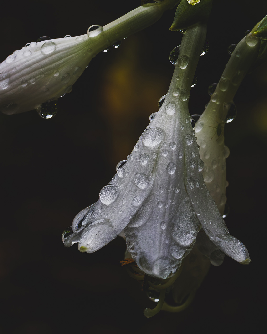 Jak fotografować kwiaty w deszczu
