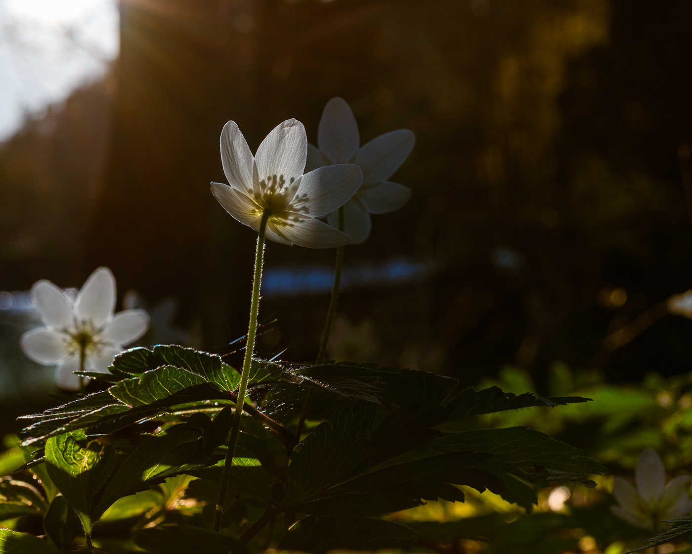 jak fotografować kwiaty - kontrast i ekspozycja