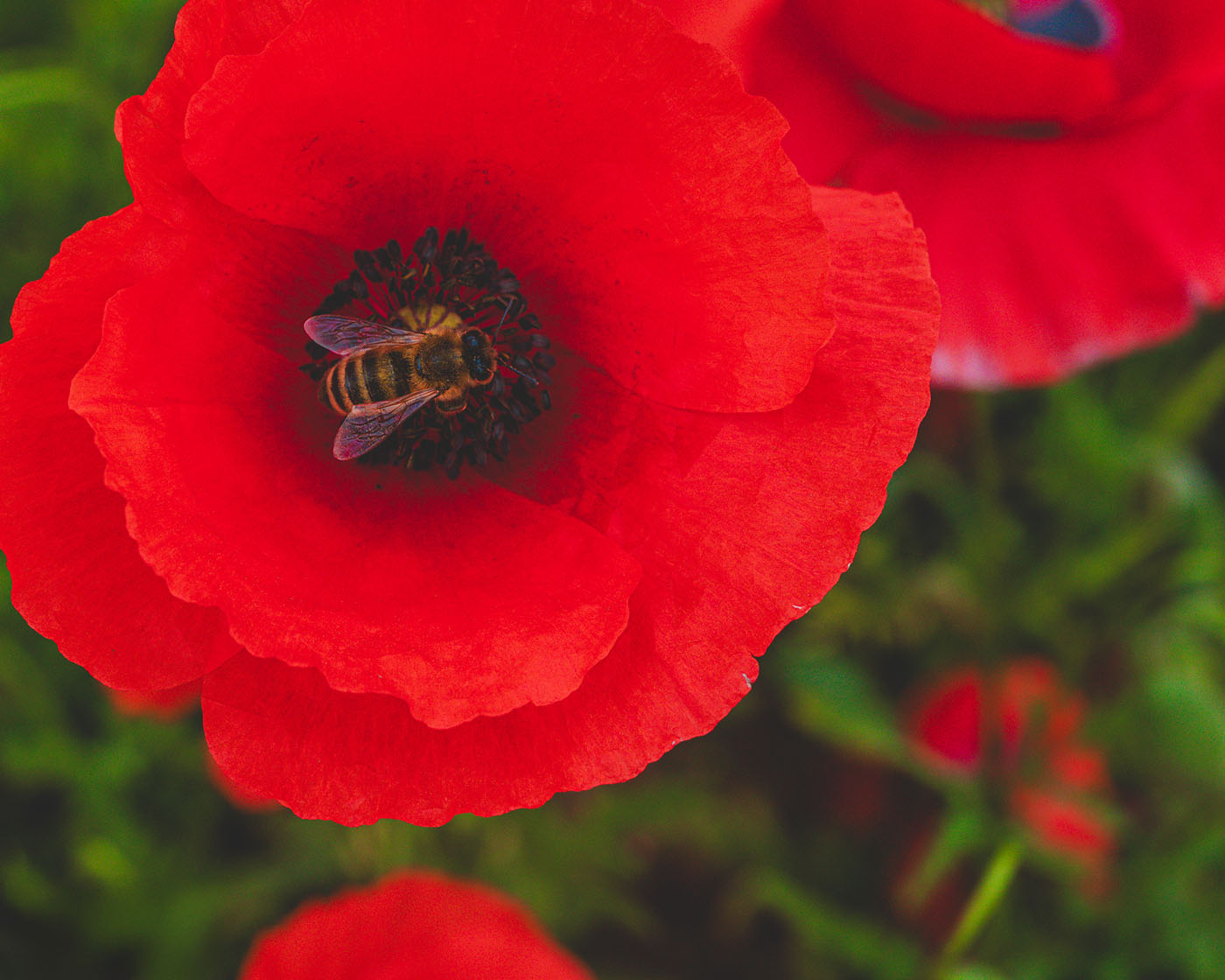 jak fotografować kwiaty - perspektywa