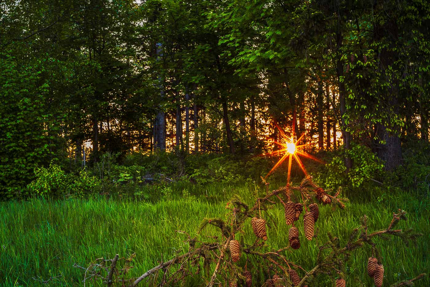 jak fotografować las