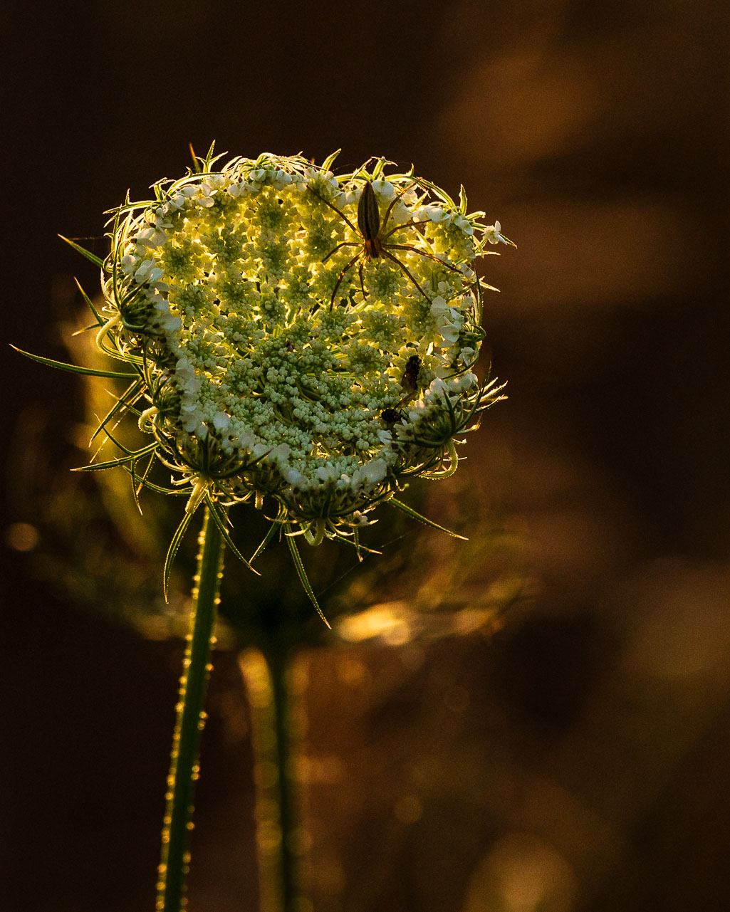 Jak fotografować pod słońce