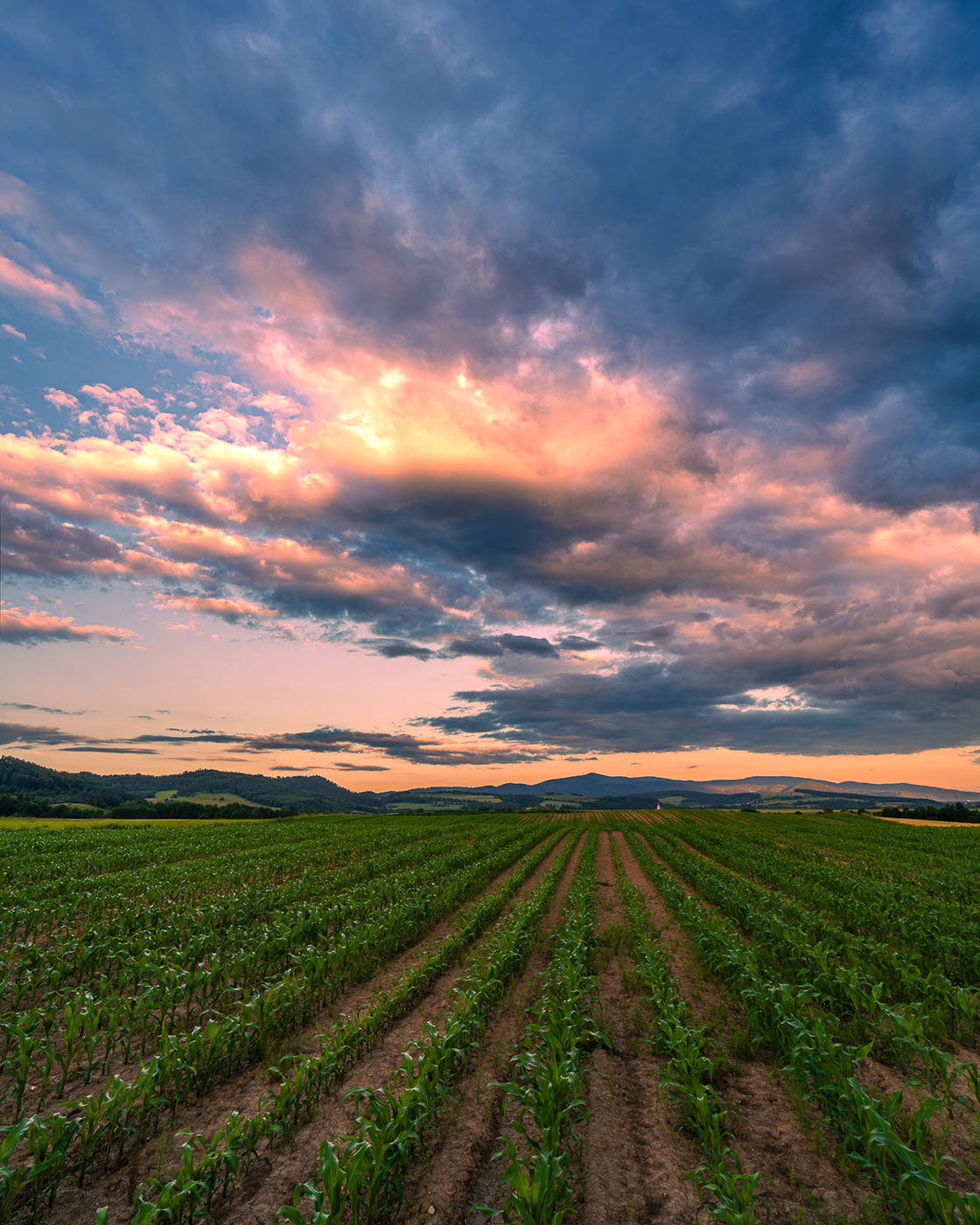 fotografia pól - linie wiodące