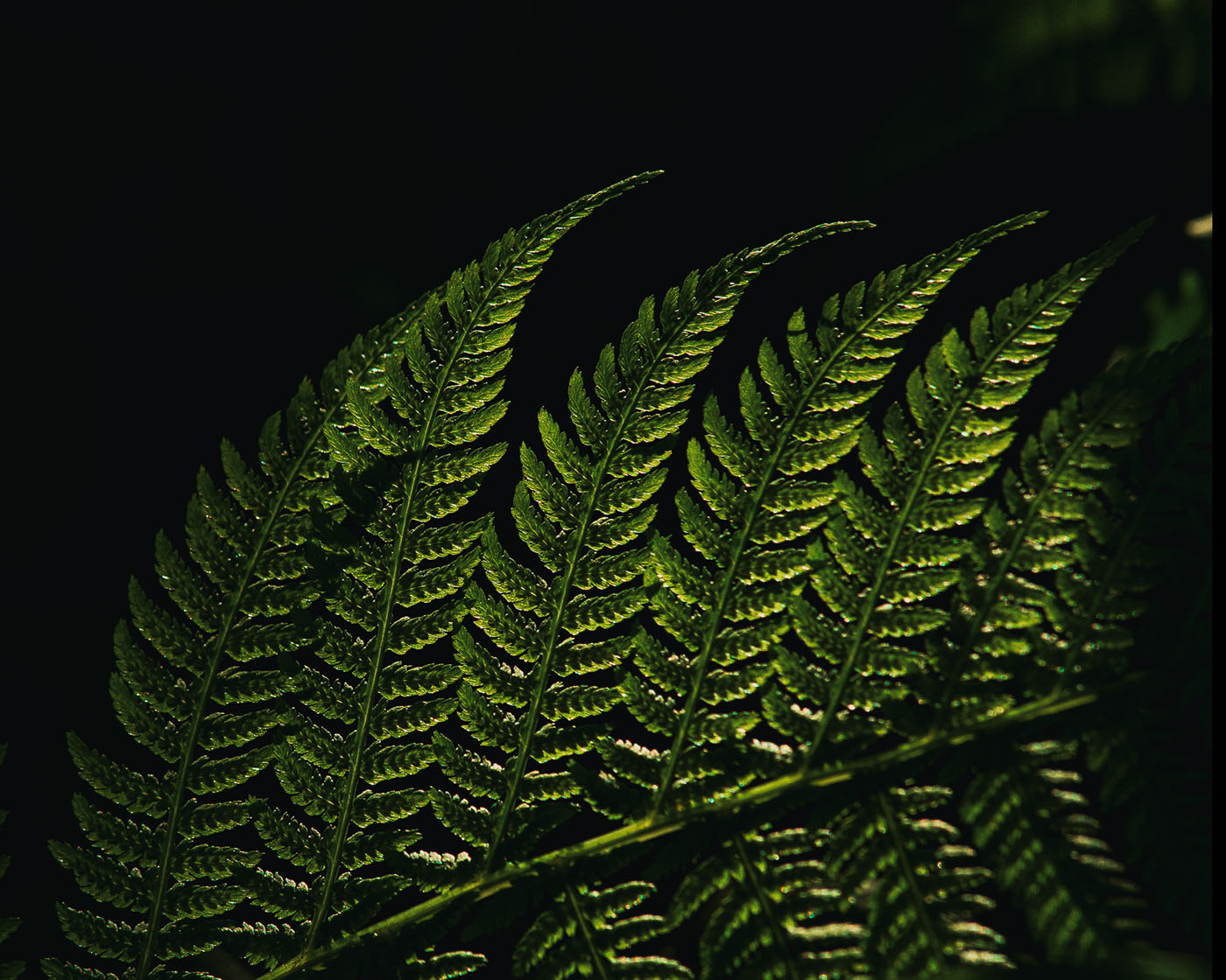 jak fotografować rośliny pod słońce