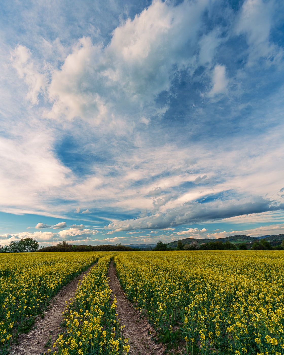 fotografowanie rzepaku