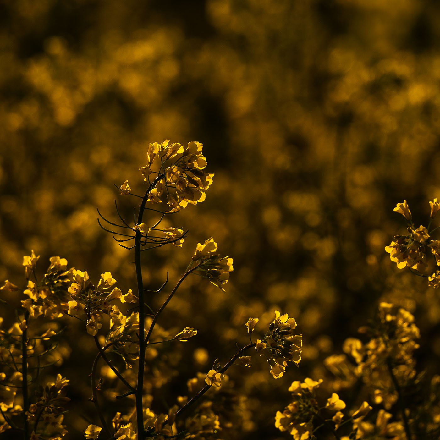 jak fotografować rzepak pod światło