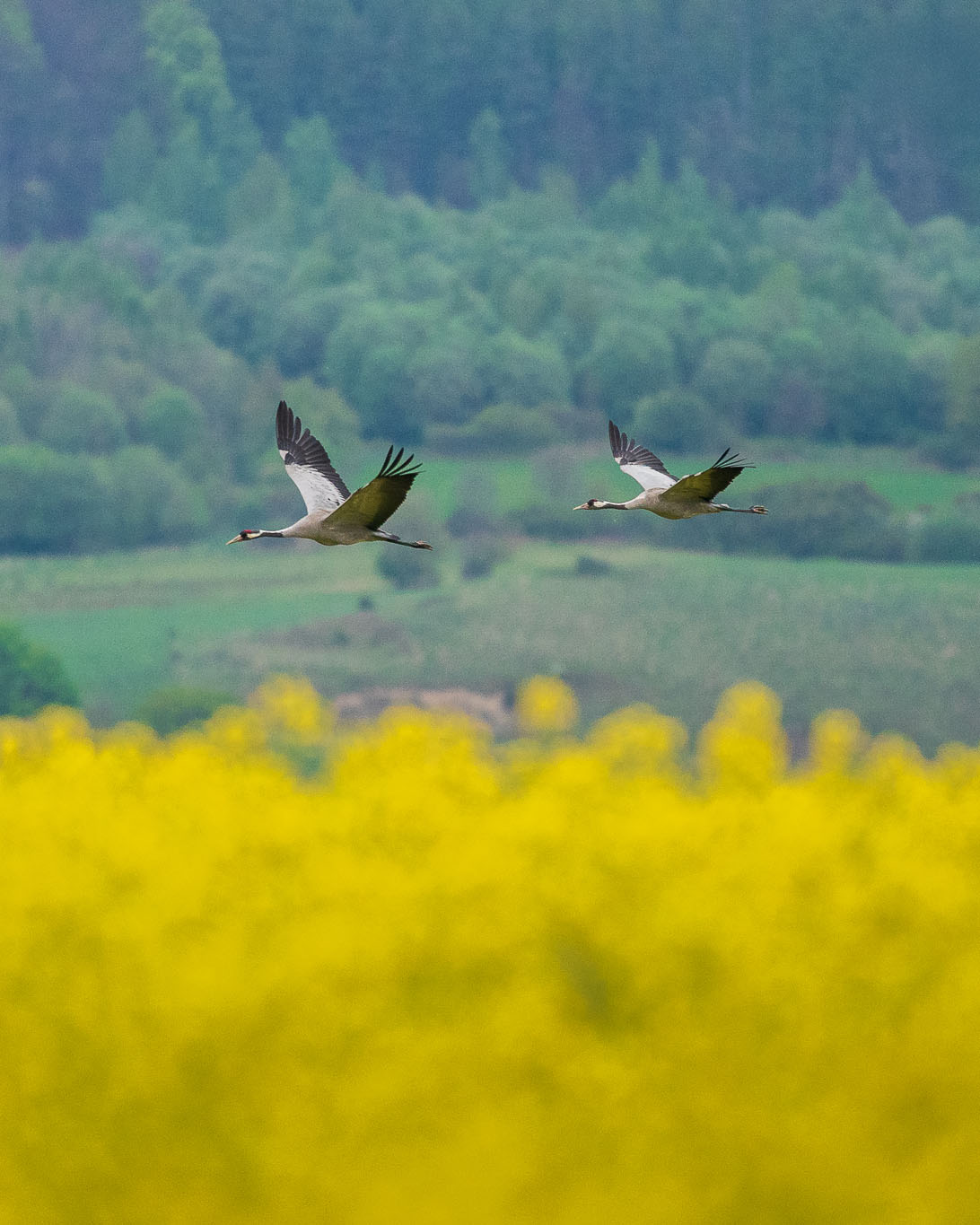Jak komponować zdjęcia?