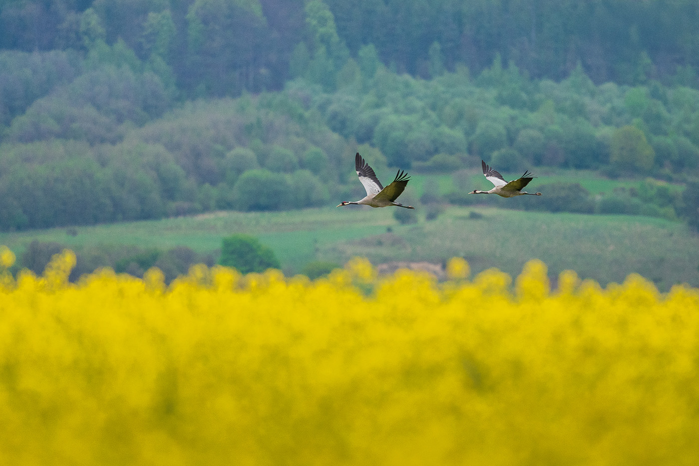 jak robić zdjęcia rzepaku