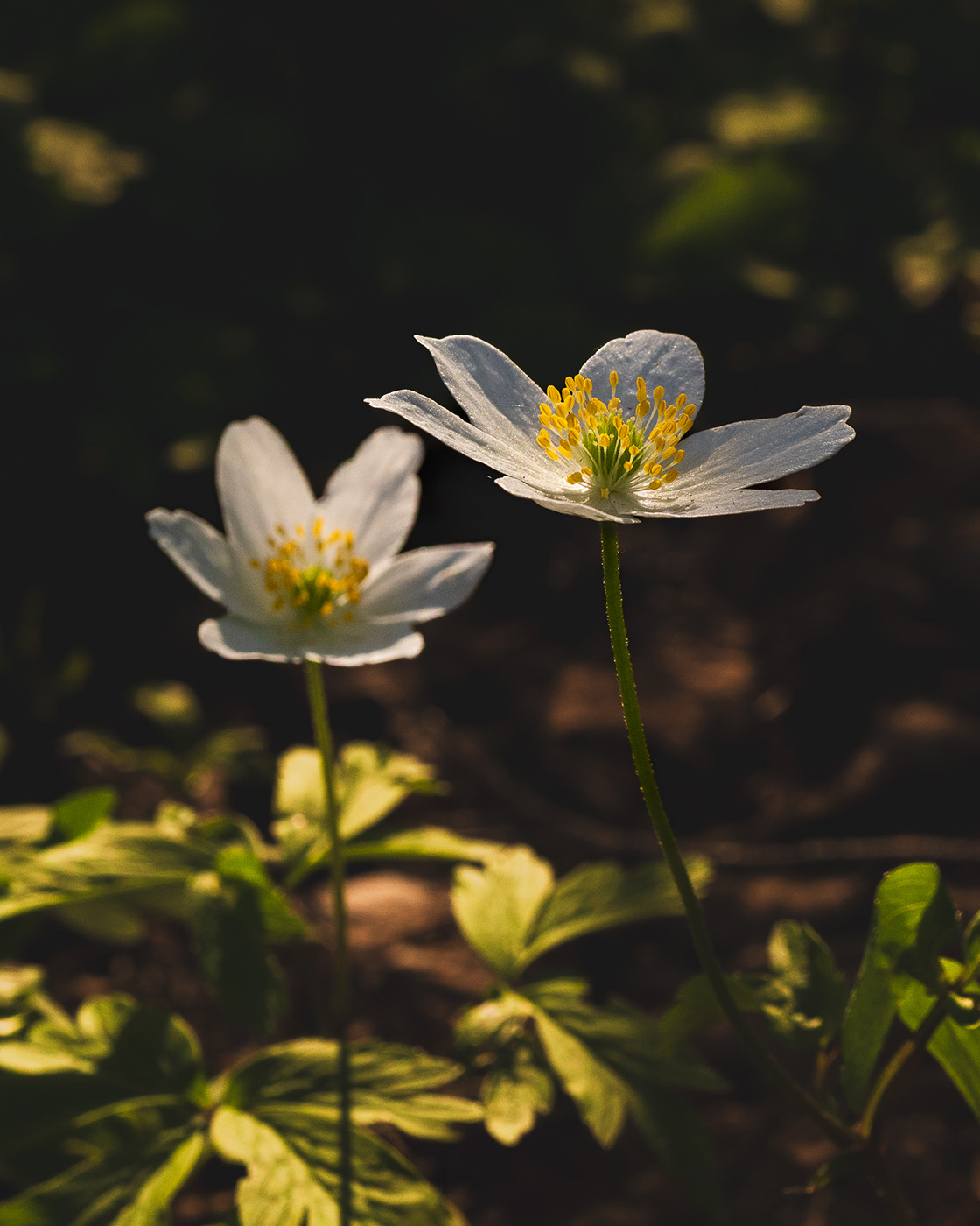 kontrast - zasady kompozycji zdjęć