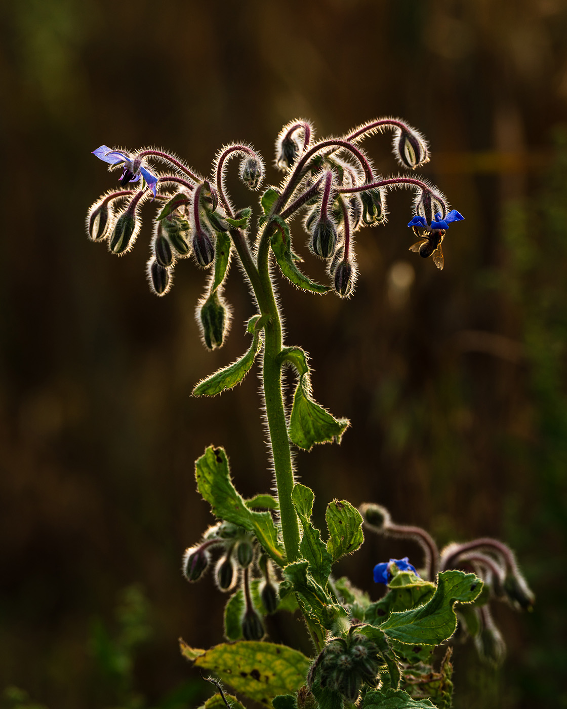 Fotografowanie pod światło i pod słońce