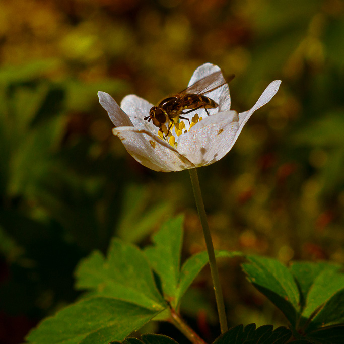 kurs fotografii zbliżeniowej