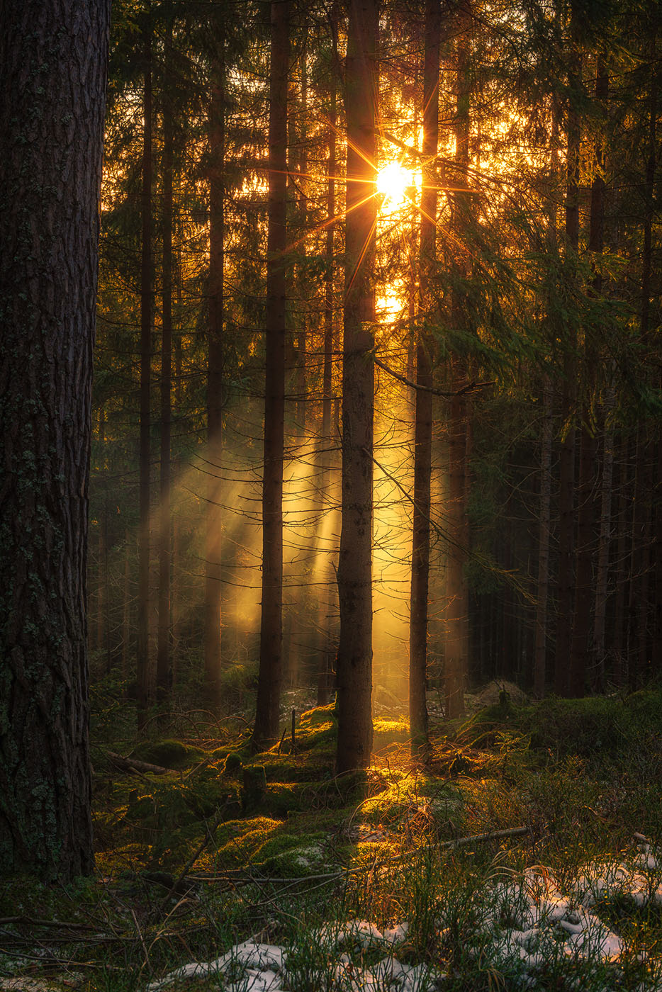 gwiazdka słoneczna - najlepsze motywy fotograficzne