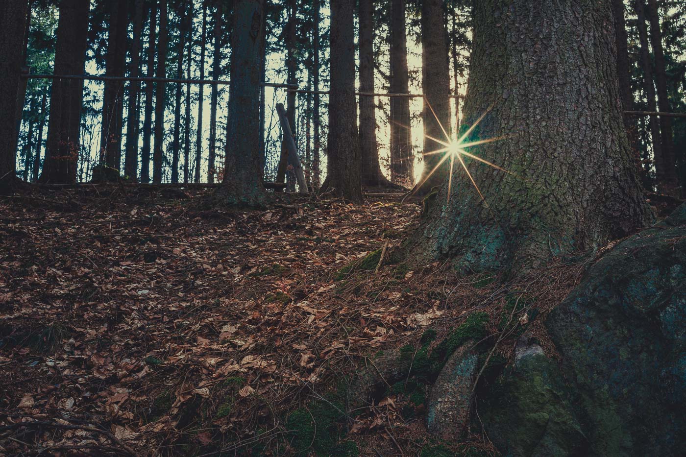 ZEISS Loxia 2/50 zdjęcia przykładowe