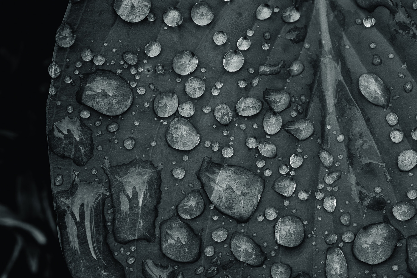 makrofotografia poradnik