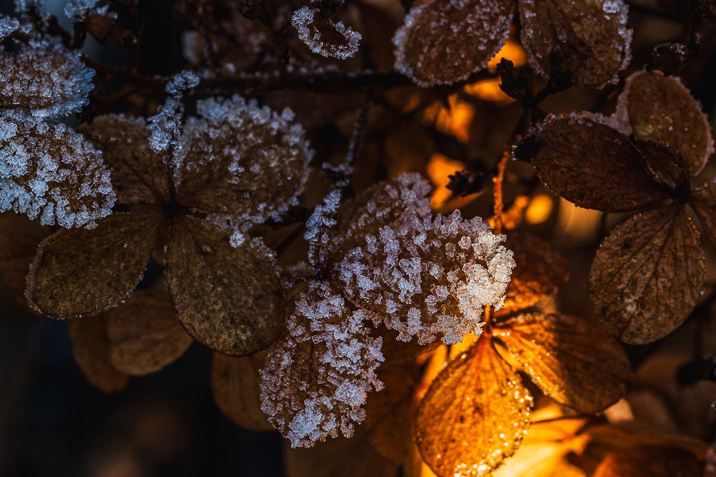 fotografia szronu poradnik