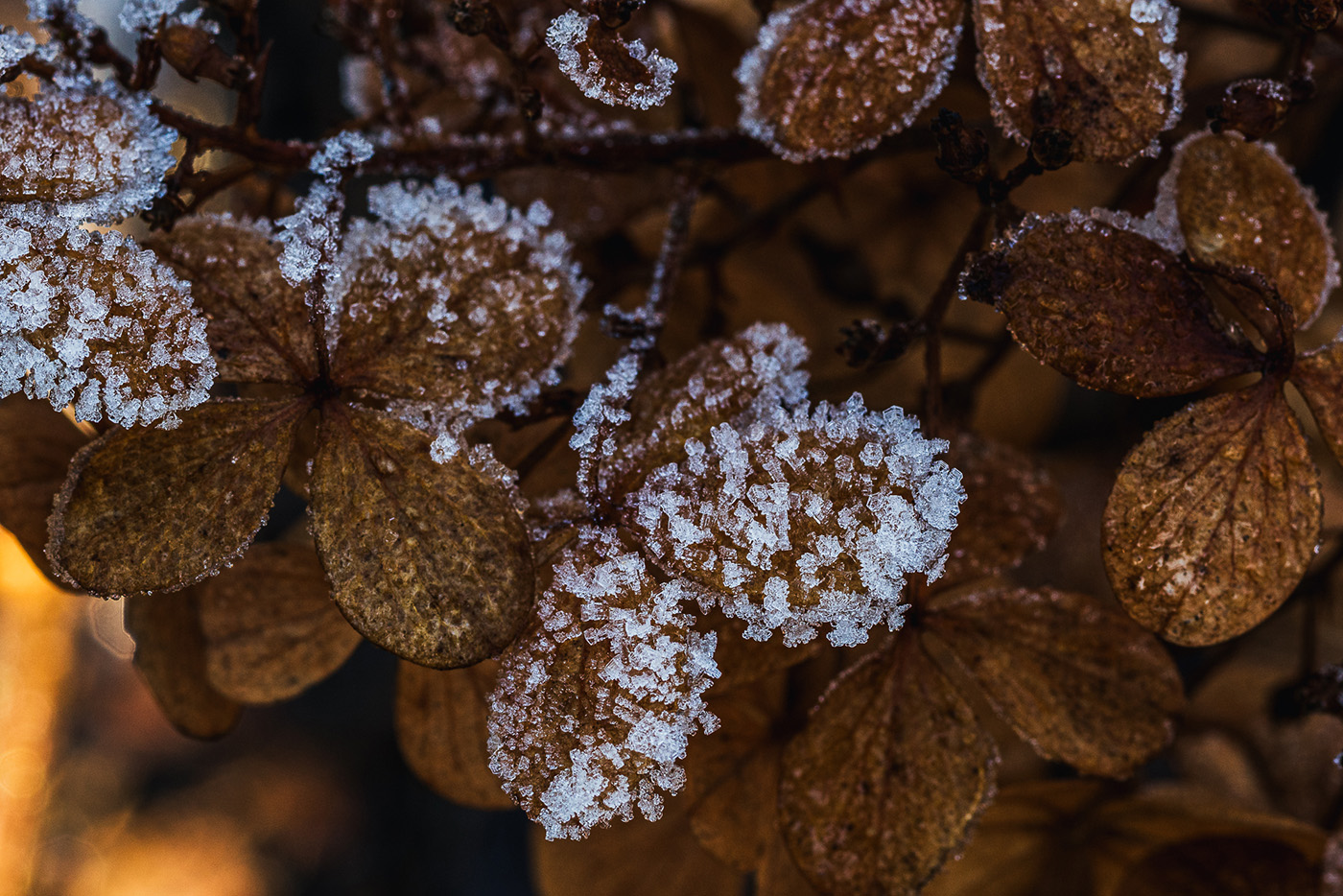 fotografia zbliżeniowa szronu