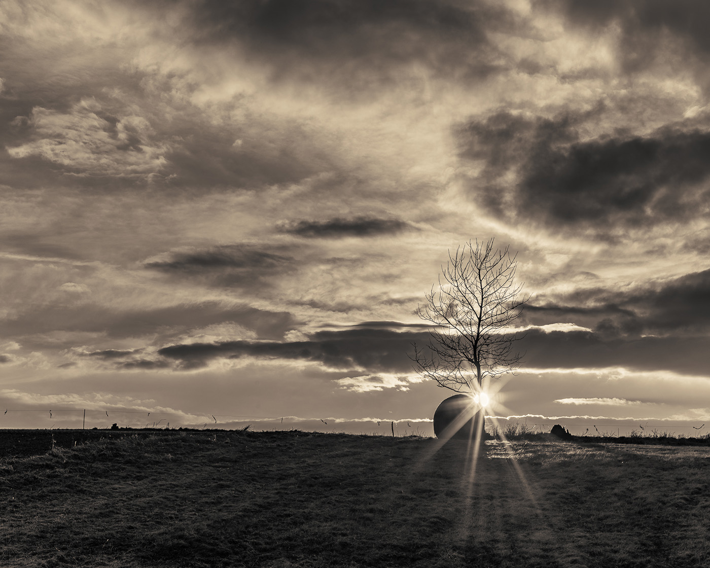 Zdjęcie gwiazdki słonecznej