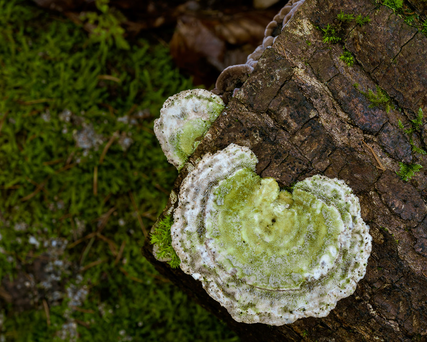 co fotografować w lasach?
