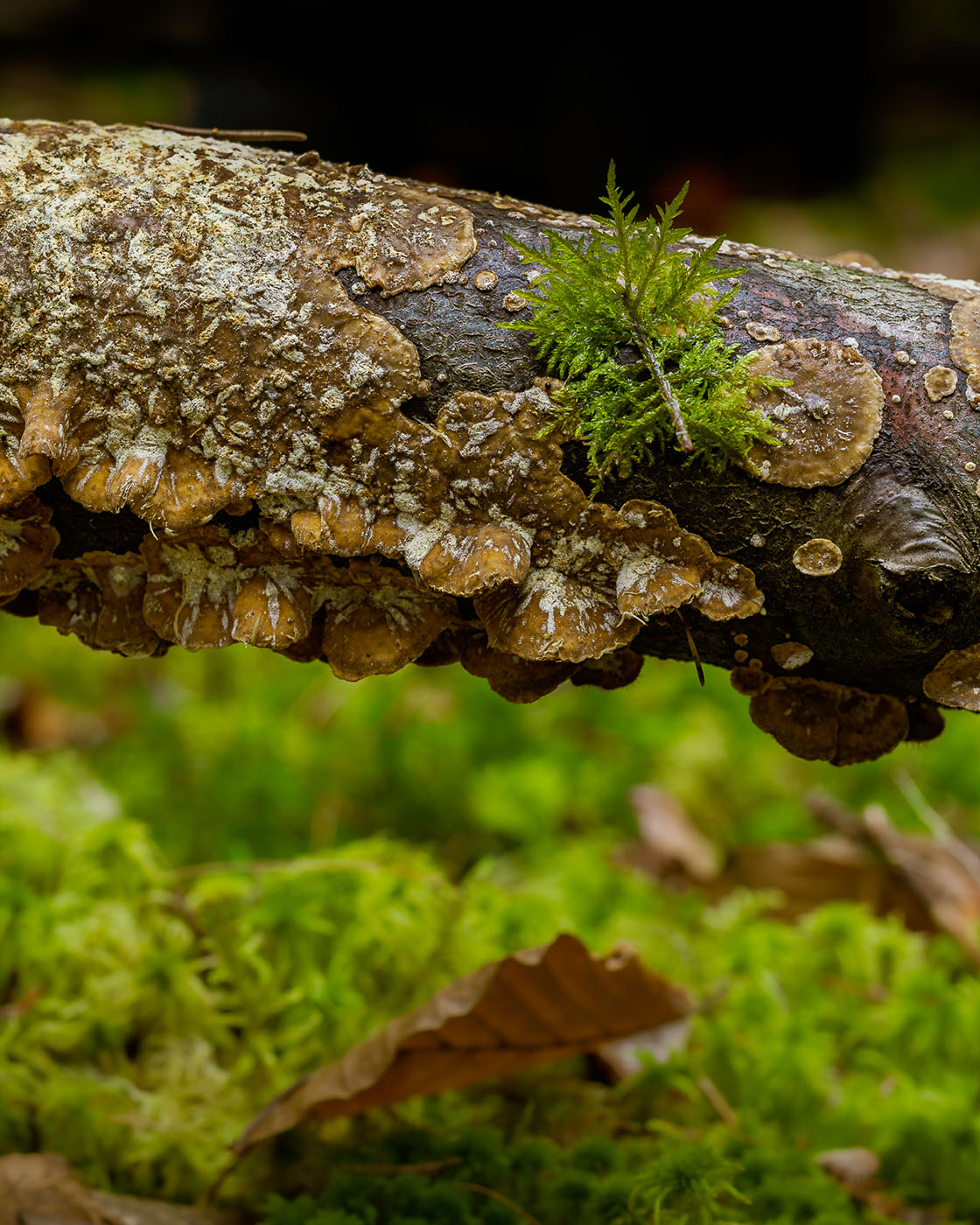 Co fotografować w lasach?