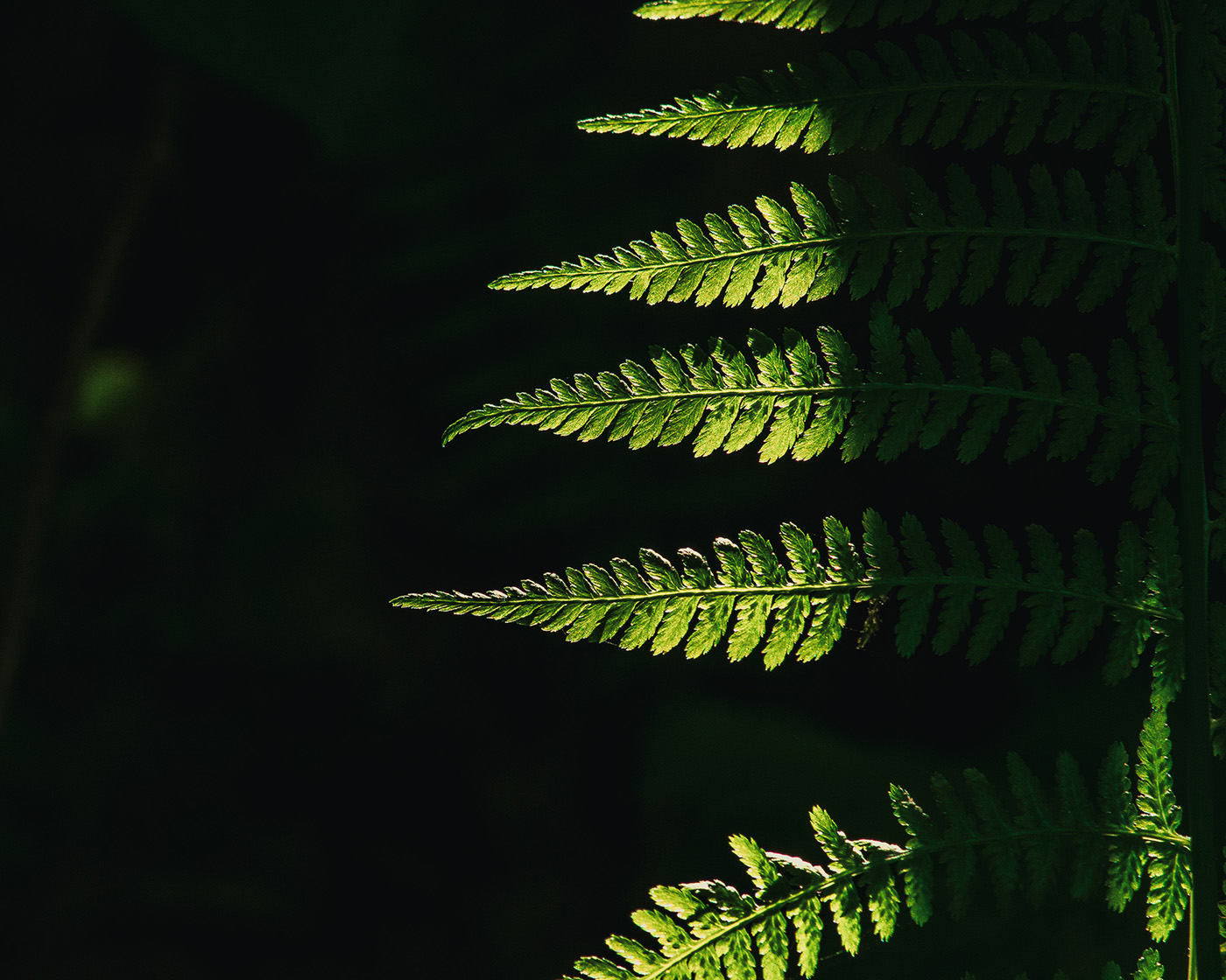 Fotografia leśna - inspiracje