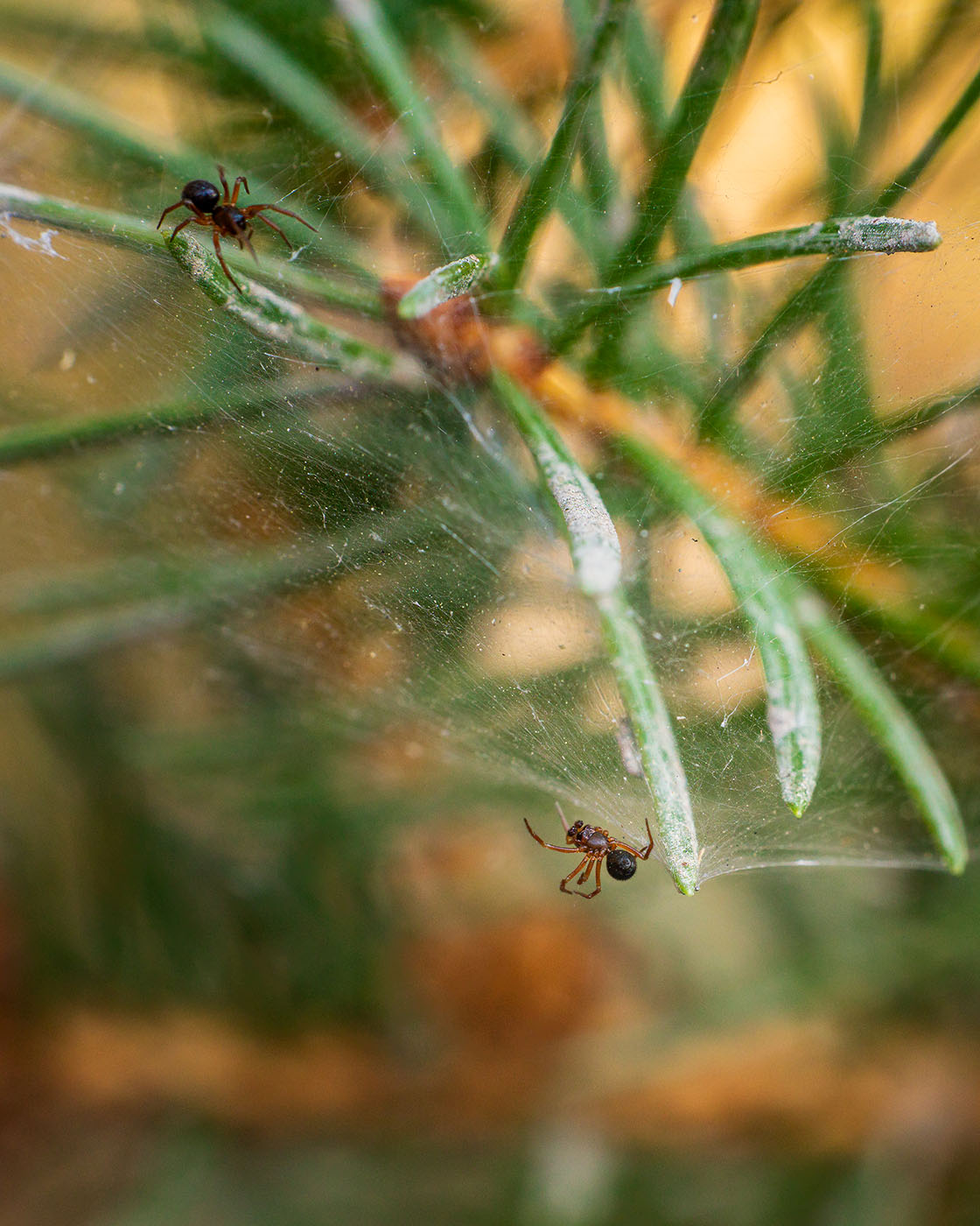 Fotografia leśna - poradnik