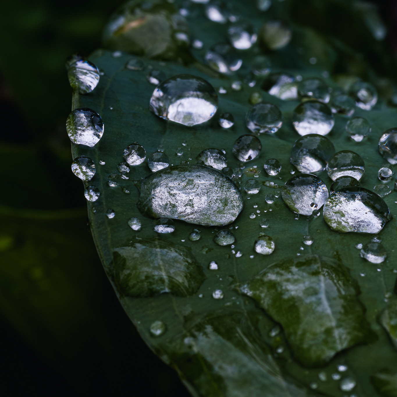 Fotografia makro - poradnik