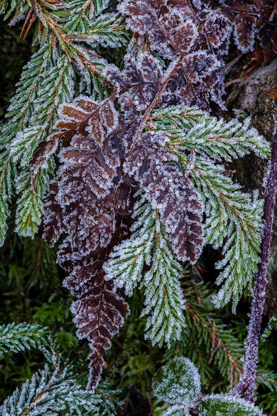 fotografia makro szronu